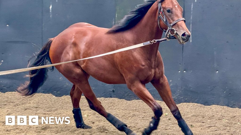 Study of racehorses’ poo predicts future track success