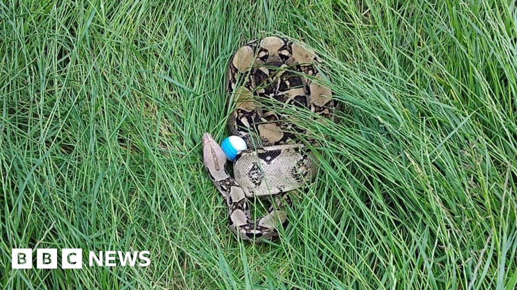 bbc.co.uk - Tom Burgess - Two boa constrictors found on Darlington golf course in one week