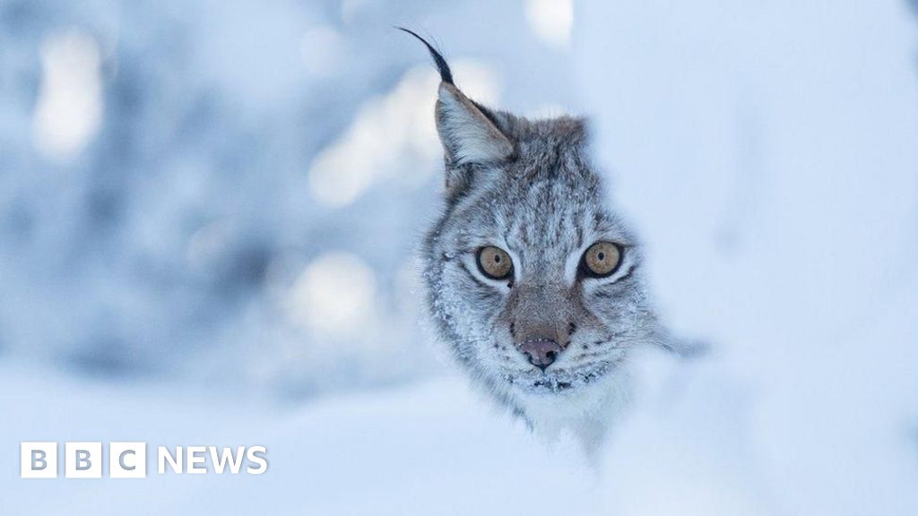 Police Seek Public Help to Trace Loose Lynx