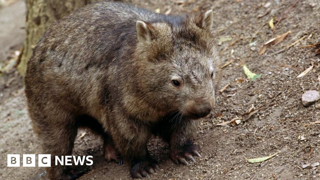 Pengaruh US mendapat kecaman karena mengambil bayi wombat dari ibunya