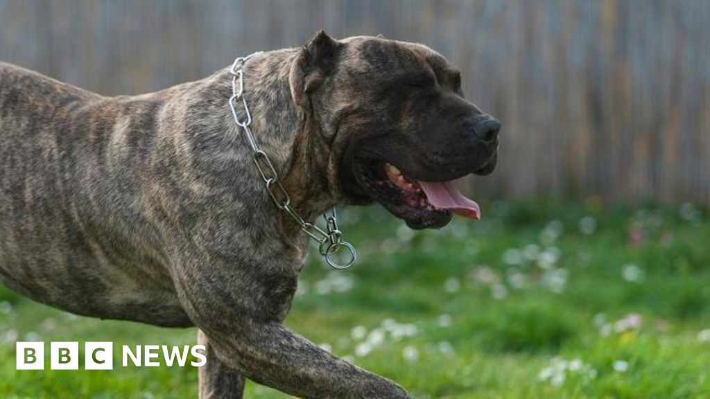 Two Dogs Put Down After Serious Attack on Woman in Huddersfield