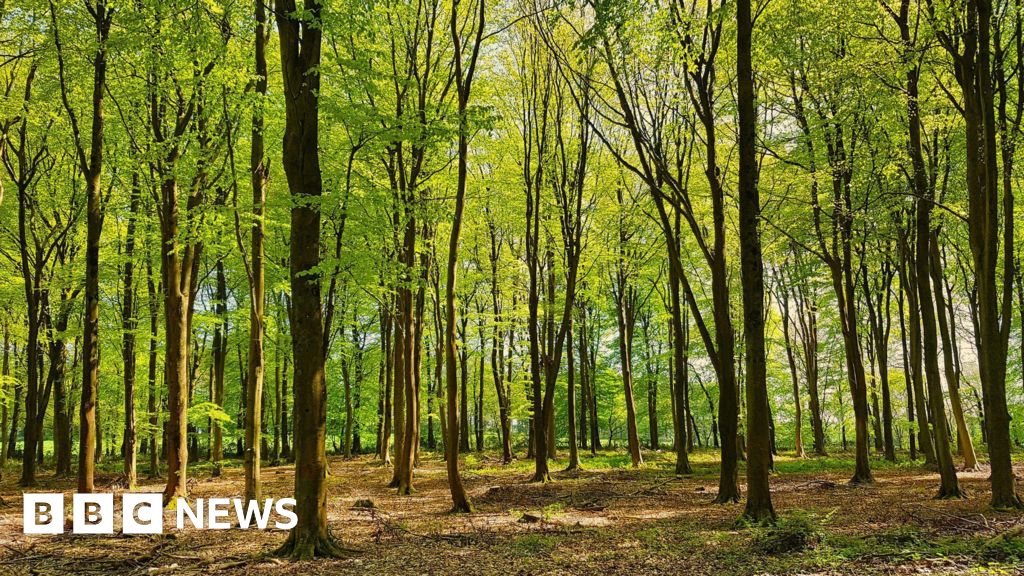 New national forest to see 20m trees planted