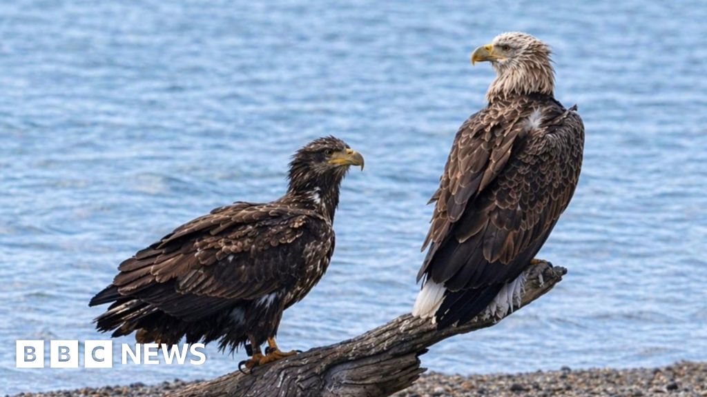 Rare white-tailed eagles draw crowds of watchers