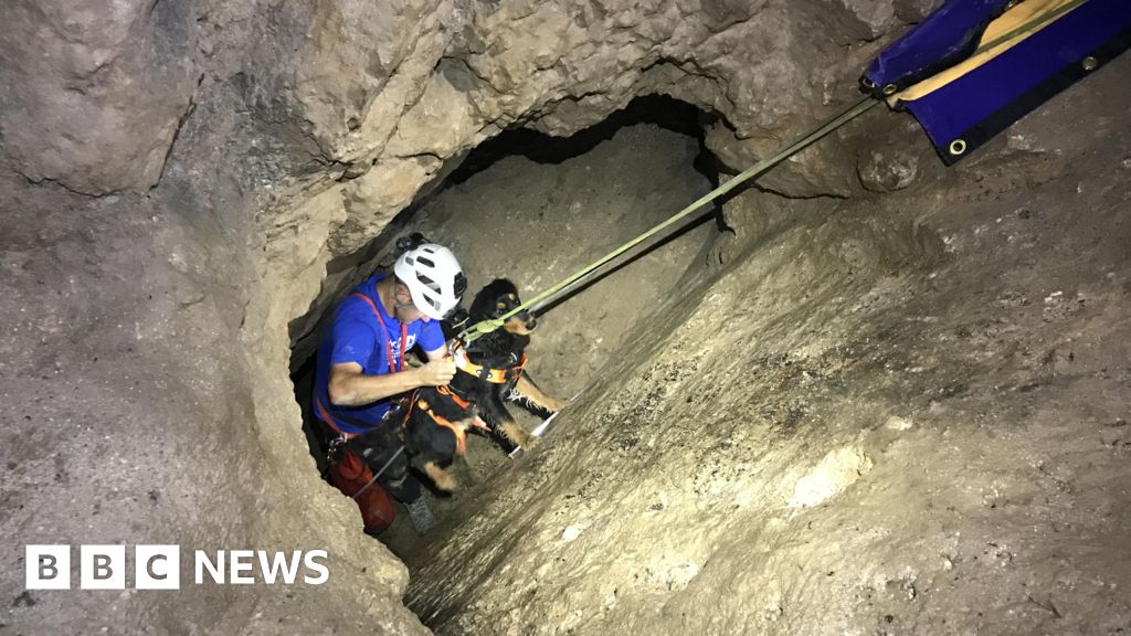 Denbighshire: Dog rescued after 20m fall down mineshaft 