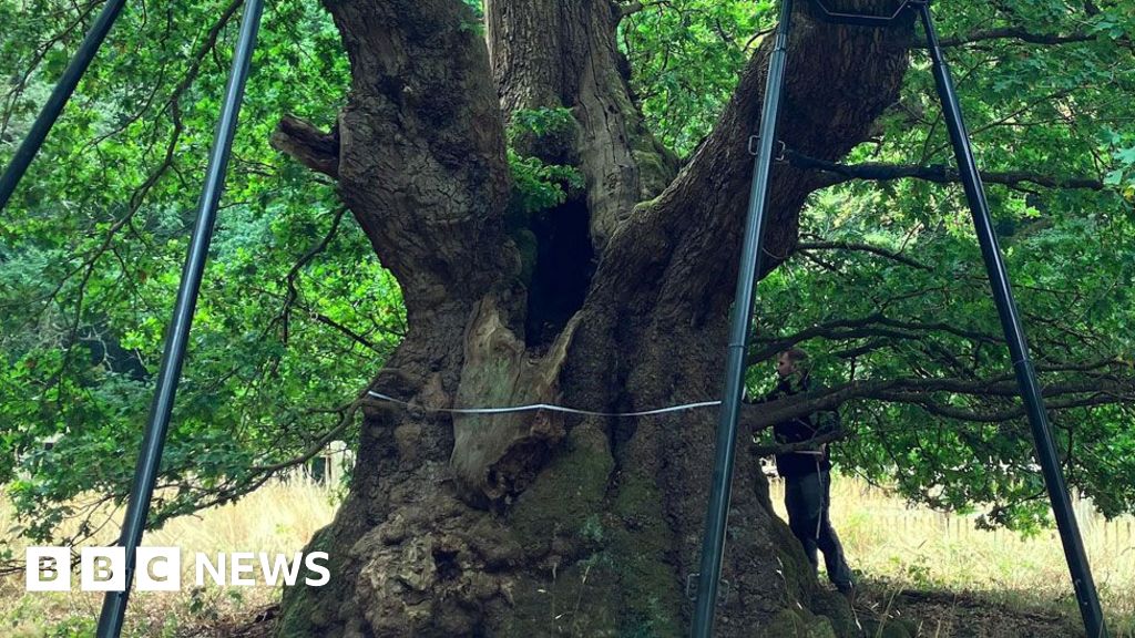 The Druids Oak is 800 years old - can it help save tomorrow's forests?