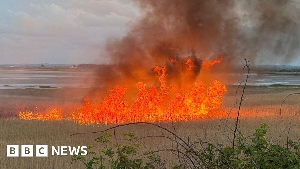 Fire at protected nesting site treated as arson