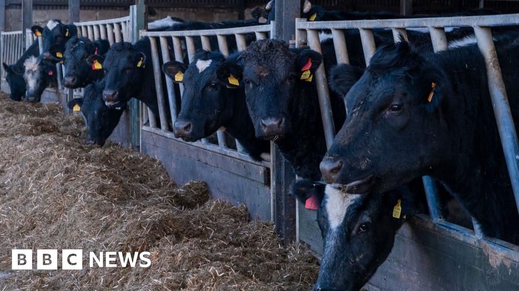 Bluetongue Active Transmission Prompts Control Zones in Welsh Farms