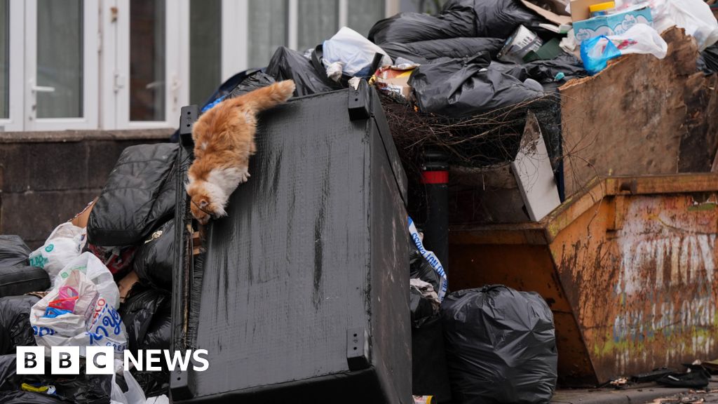 Giant rats and stench: Theres no end in sight for Binmageddon