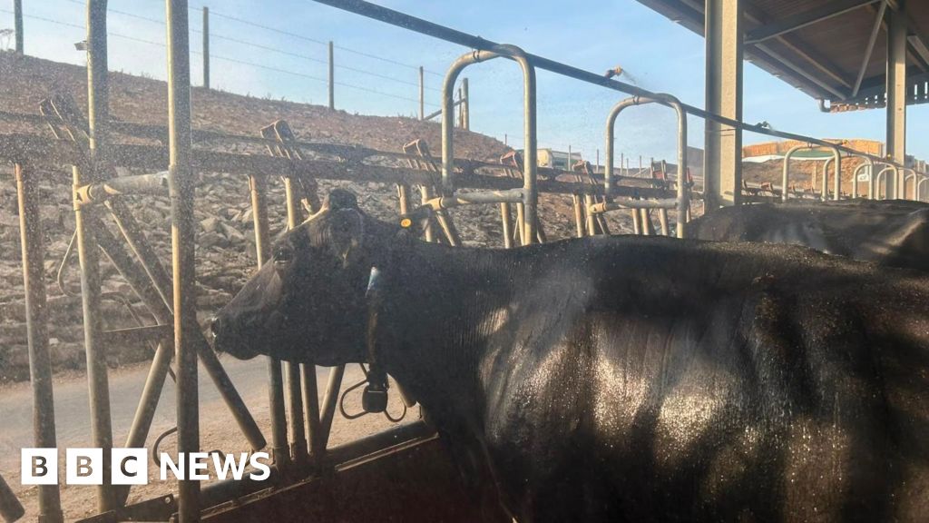 bbc.co.uk - Dave Harvey - Inside the cow showers helping dairy farms beat the heatwave
