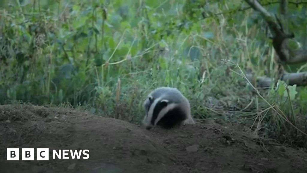 badger-baiting-up-to-14-000-cases-each-year-in-northern-ireland-bbc-news