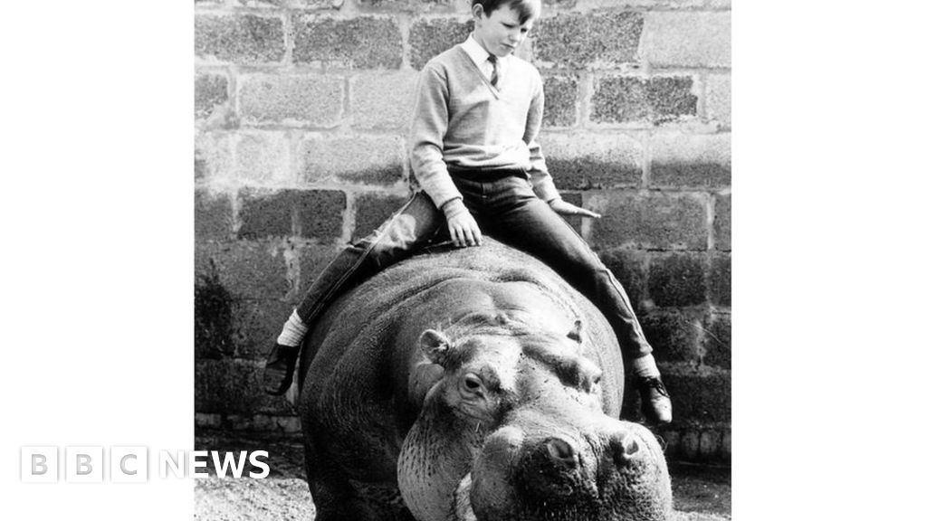 Zoo Attacks And The People Who Survive Them BBC News