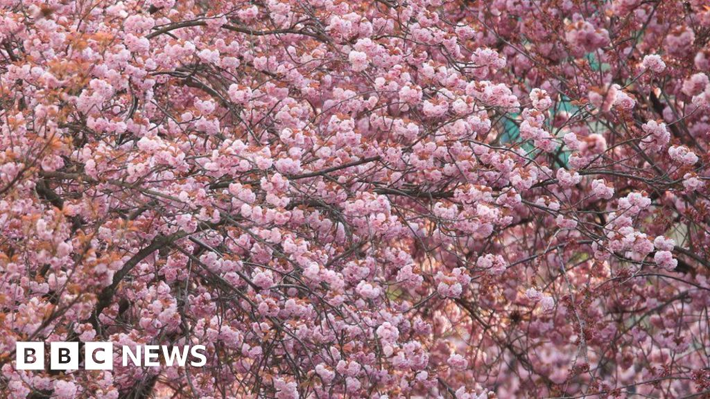 Wychavon anniversary marked with Japan's cherry trees gift 