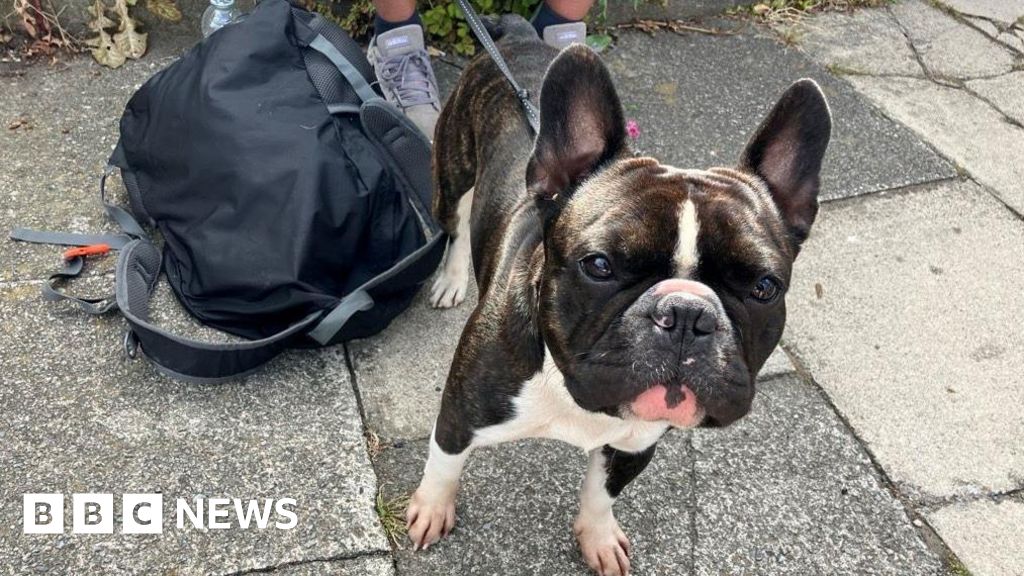 Van hit level crossing after owner says his dog chewed handbrake