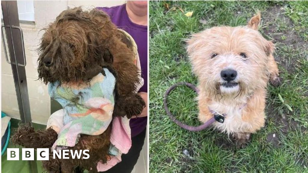Image for article: The dumped dog that changed colour after Wolverhampton rescue Image