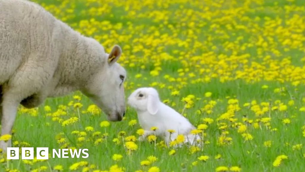 Peter rabbit: The bunny who is best friends with sheep - BBC News