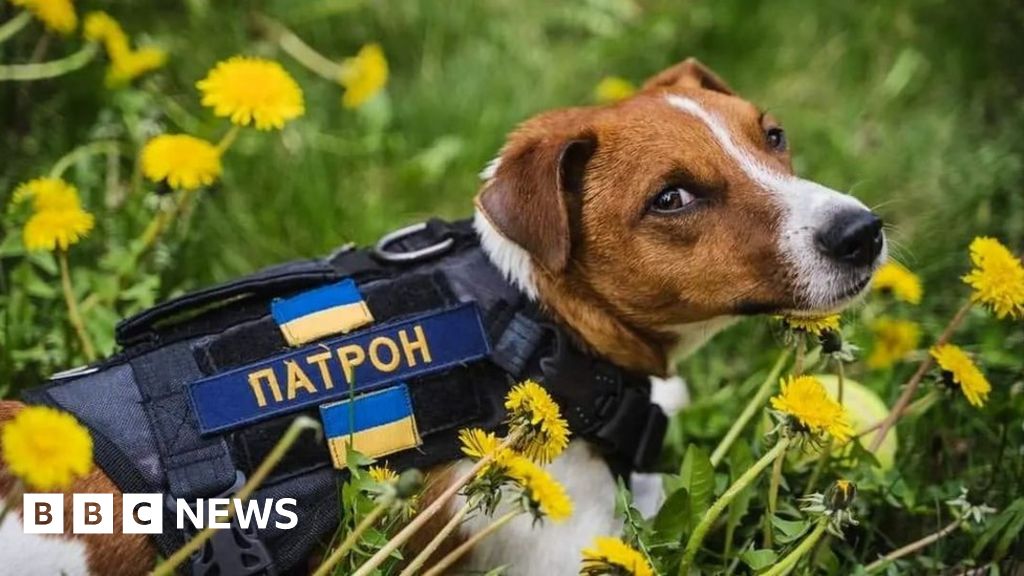Cat and dog influencers help Ukrainians cope with war - BBC News