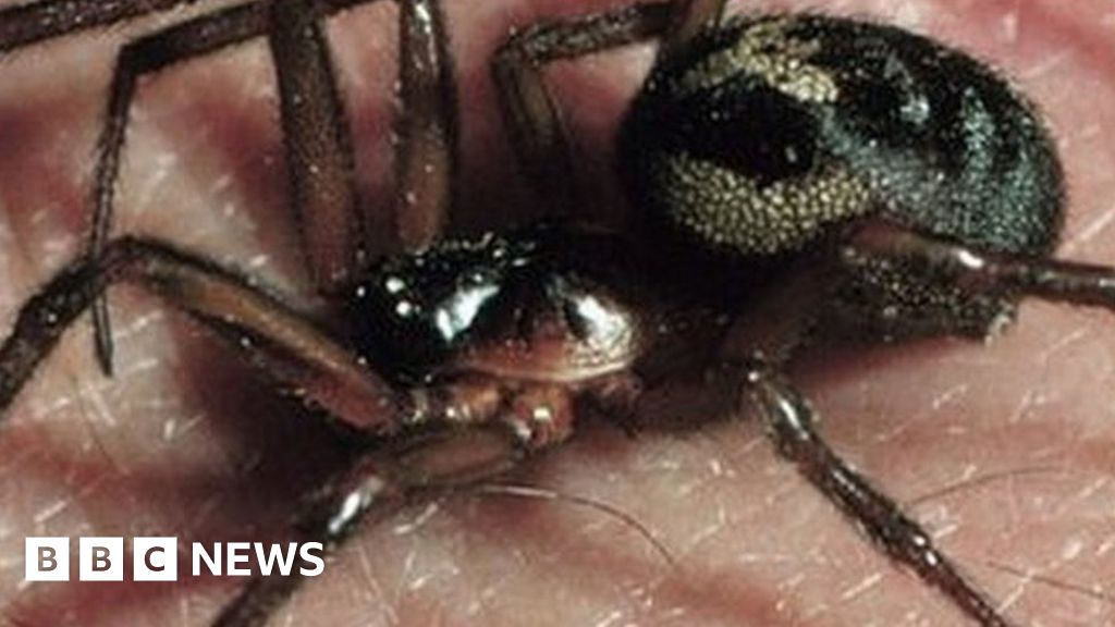 False Widow Spiders Close Northamptons Duston School 