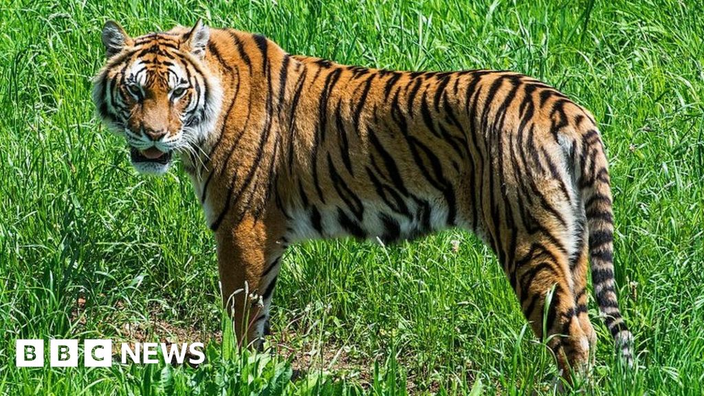 Tiger population growing in Himalayan kingdom Bhutan