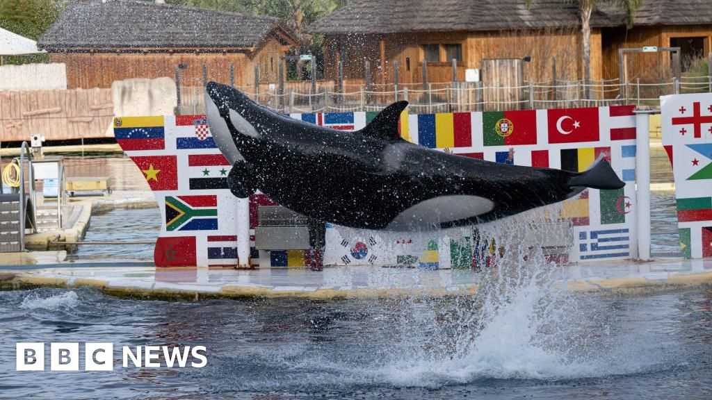 Marineland Antibes: Fate of orcas left uncertain after zoo shuts