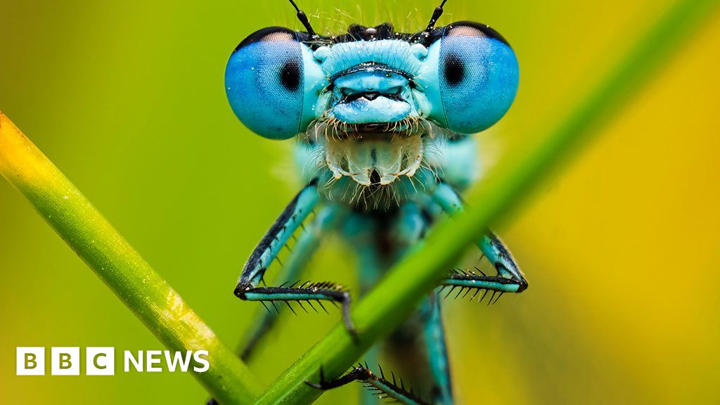 Welcome to the hidden world of garden bugs