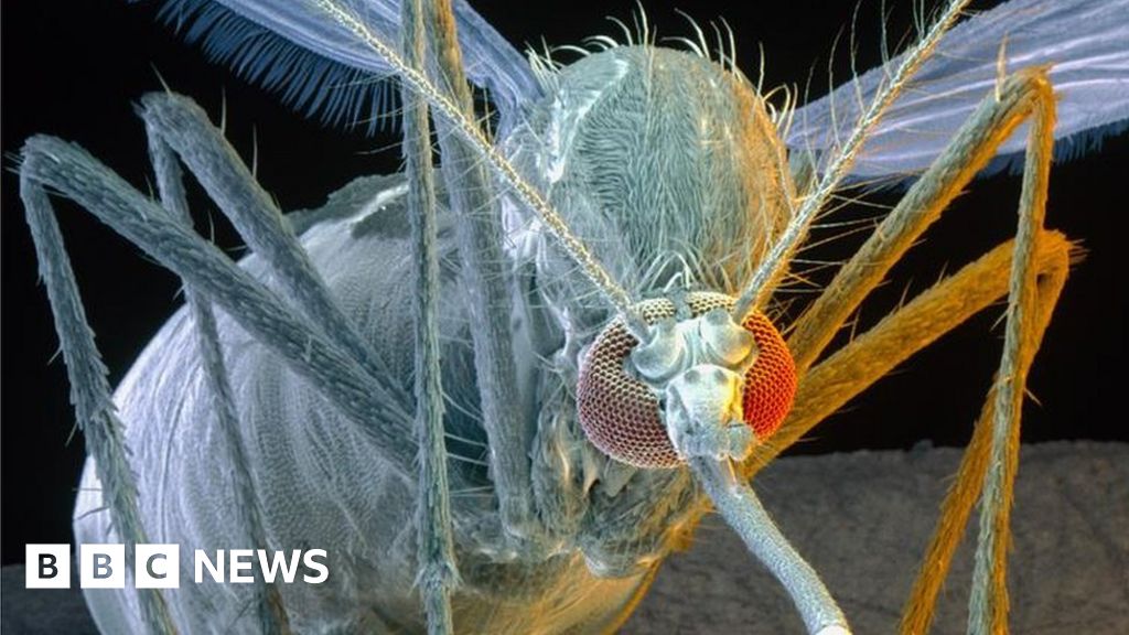 Brazil Links Zika Fever To Birth Defects Bbc News 