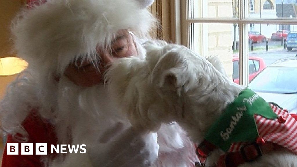 A Paw-Fect Christmas Party For Pooches