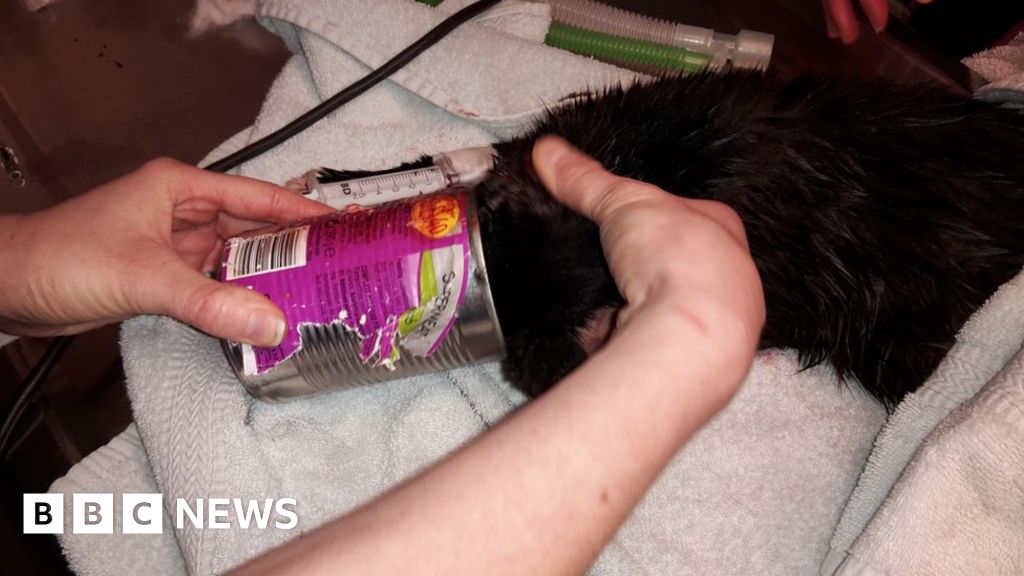 Felix the cat gets head stuck in Whiskas tin - BBC News