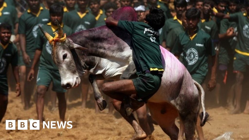 Jallikattu India Court Says Tamil Nadu Bullfighting Ban Remains Bbc News