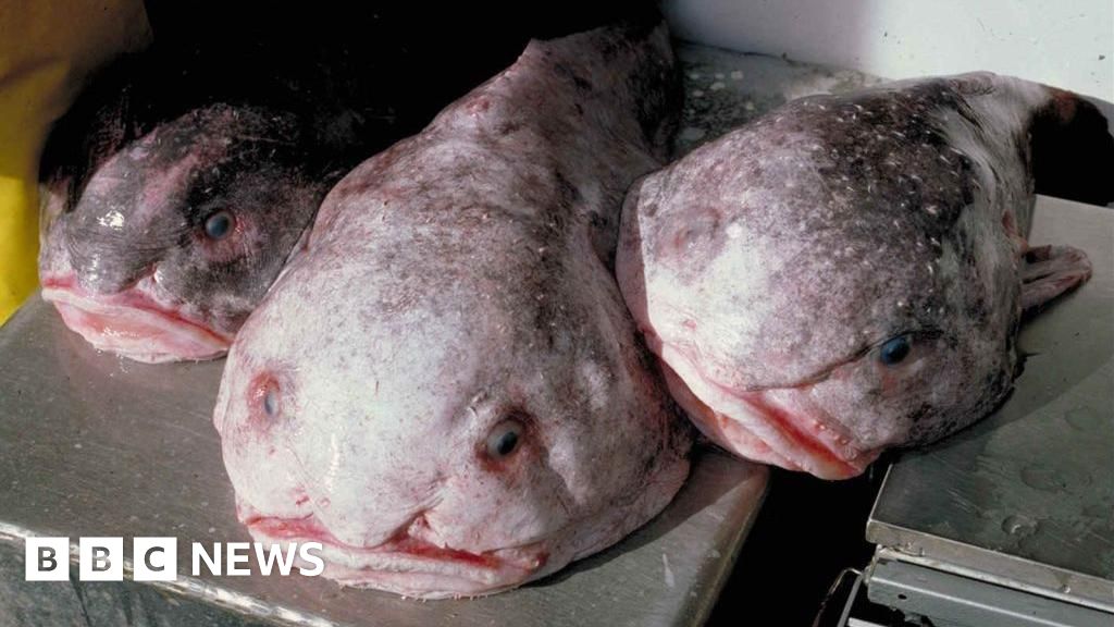 Worlds ugliest animal wins New Zealands fish of the year