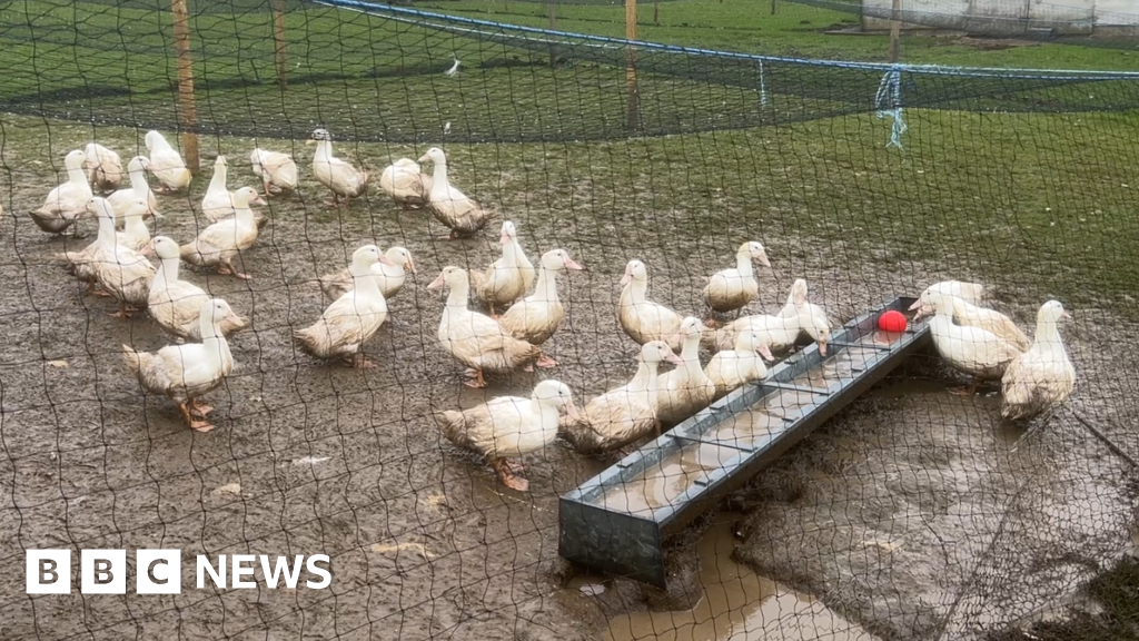 bbc.co.uk - Lee Madan  - Somerset farmer says a bird flu vaccine is vital to save industry - BBC News