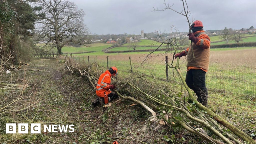 Ancient hedge laying used to boost biodiversity