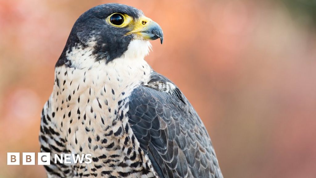 Peregrine falcons nesting in condemned Portsmouth tower block - BBC News