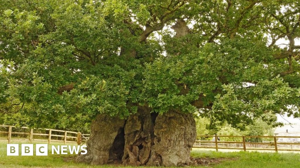 Old oak tree