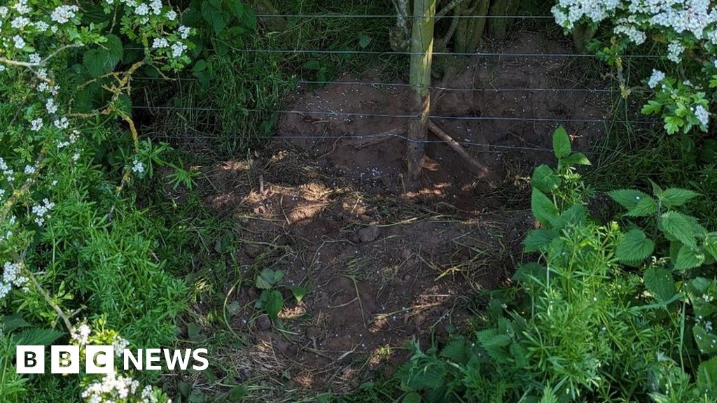 Northumberland Badger killed by 'barbaric' snare trap BBC News