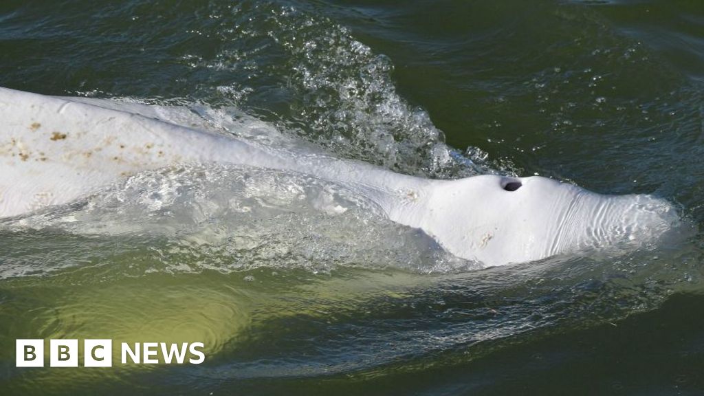 France whale: Lost mammal trapped in Seine river to get vitamin boost