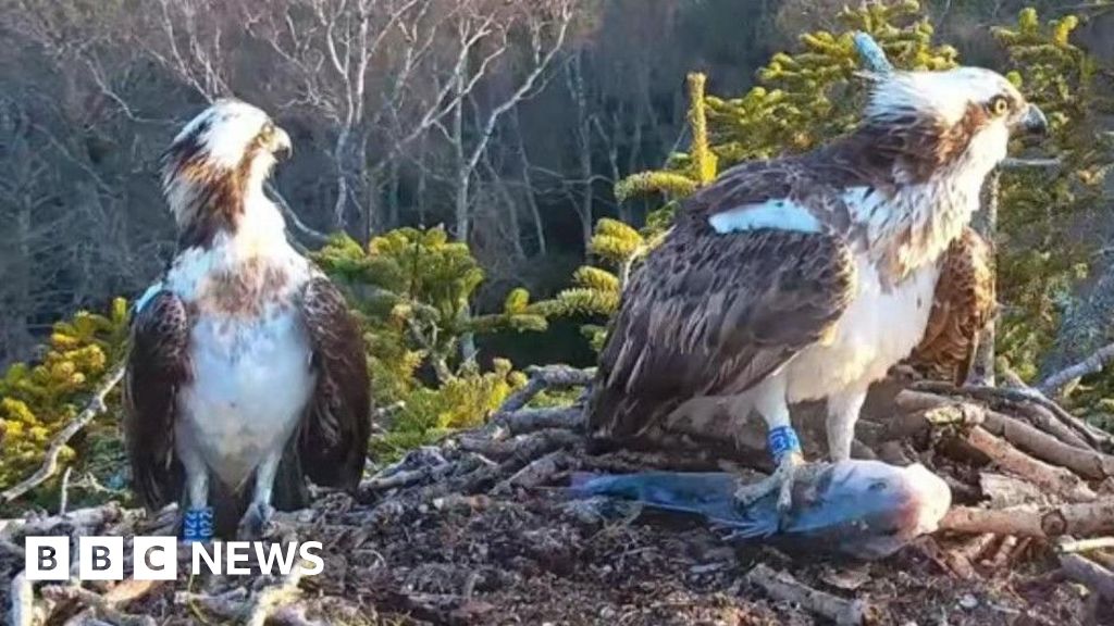 Returning ospreys in Dorset avoid last season's love drama
