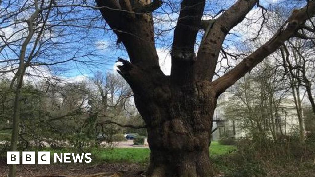 Toby Carvery at risk of eviction over felled oak