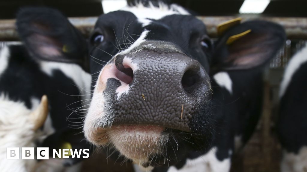 More cows kept in UK ‘megafarms’, animal welfare campaigners warn