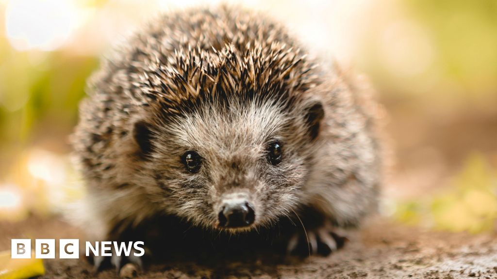 Lidl removes “death trap” hedgehog huts from sale