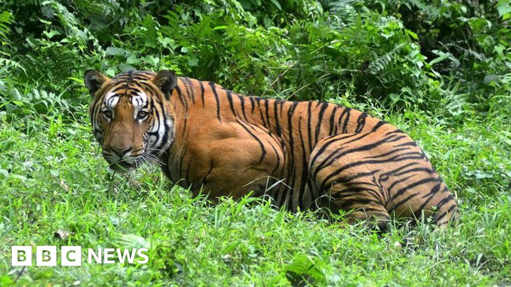 Assam: Village mob kills Royal Bengal tiger in India’s north east