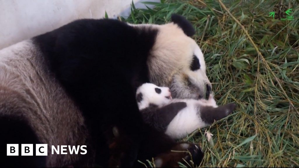 ICYMI: Leopard cubs in unlikely places and baby pandas - BBC News