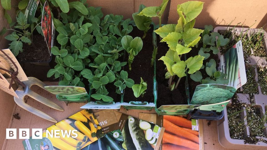 Coronavirus Will food supply fears see a rise in homegrown veg?