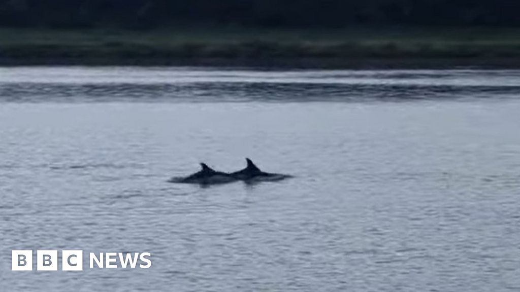 King's Lynn: Woman stunned by River Great Ouse dolphin sighting 