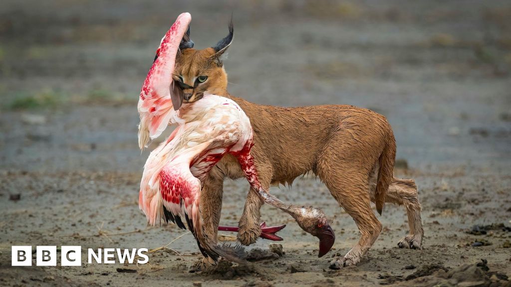 Pictured: Winning entries for Wildlife Photographer of the Year 2025