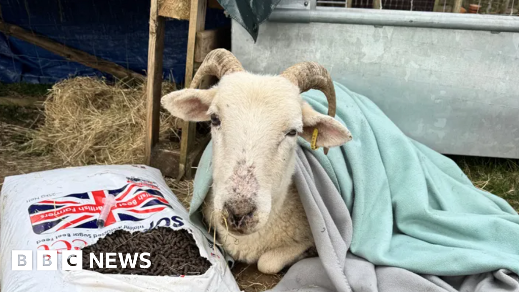 Wheelchair for sheep which keeps falling over