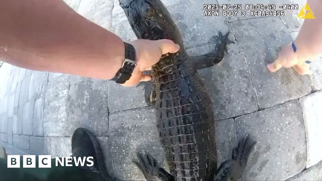 Watch: Police officer removes alligator from family's pool with bare hands