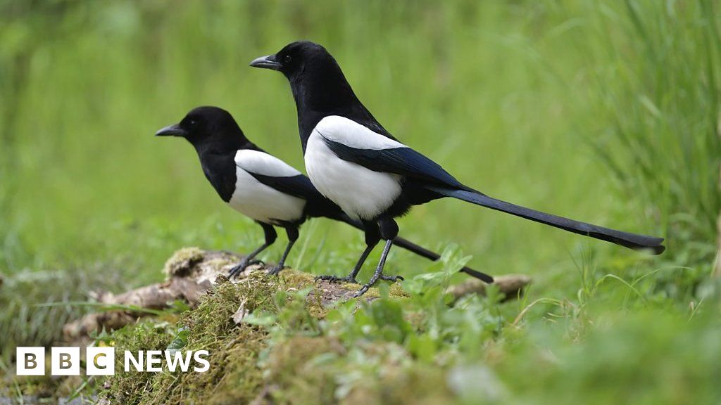 'If I don't see two magpies, I get panic attacks' - BBC News