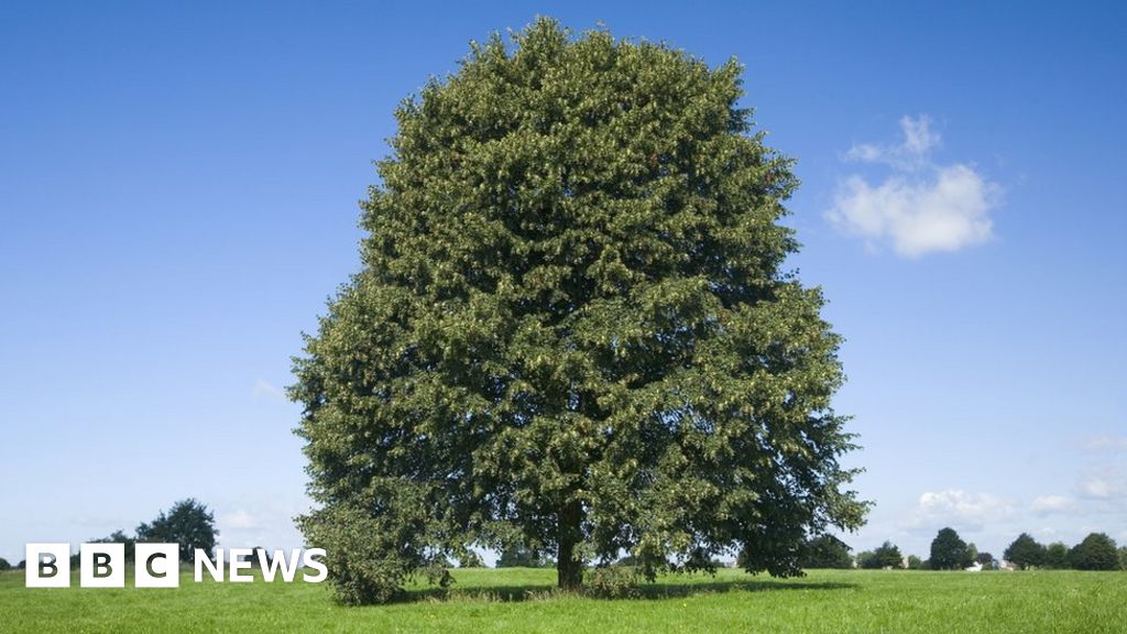 Hundreds of lime trees to mark town's 850th year