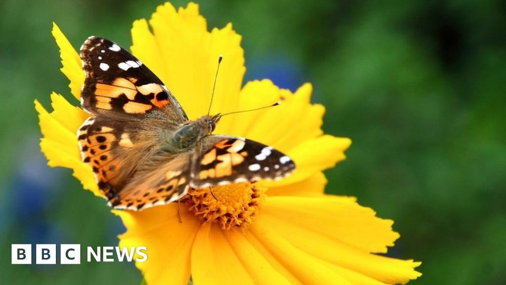 Butterfly haven proposed for Pembrokeshire given go-ahead