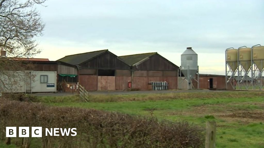 Bird Flu Confirmed In 19 500 Turkey Flock At Boston Farm Bbc News